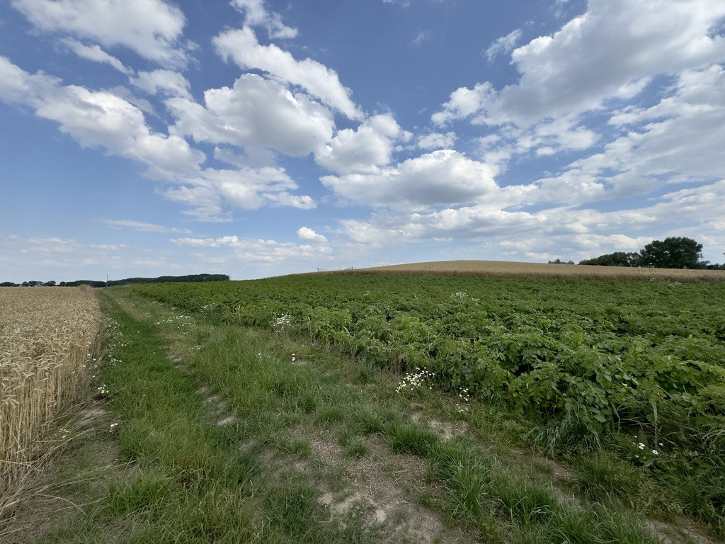 Działka Sprzedaż Bielice