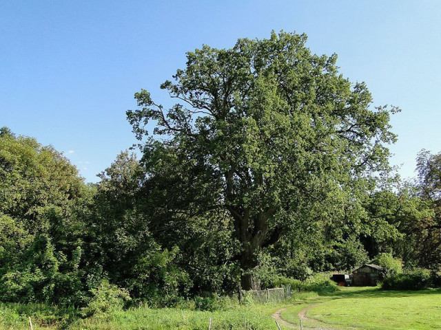 Kurów działka inwest. 2,8 ha, piękny widok na Odrę