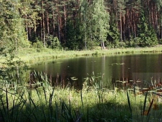 Żabinek działka z linią brzegową nad jez. Busko