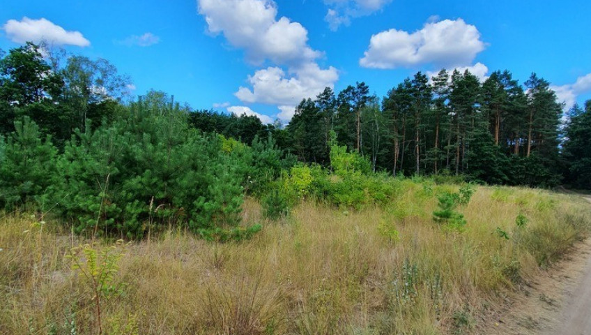 Działka Sprzedaż Stare Osieczno