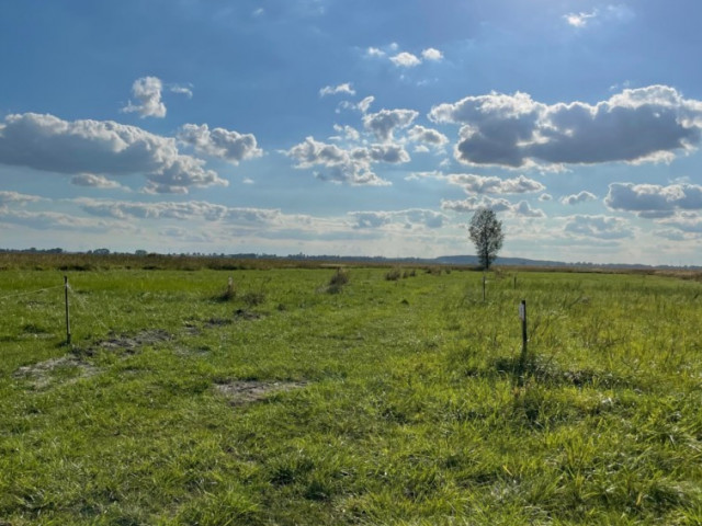 Działka Sprzedaż - Wierzbno